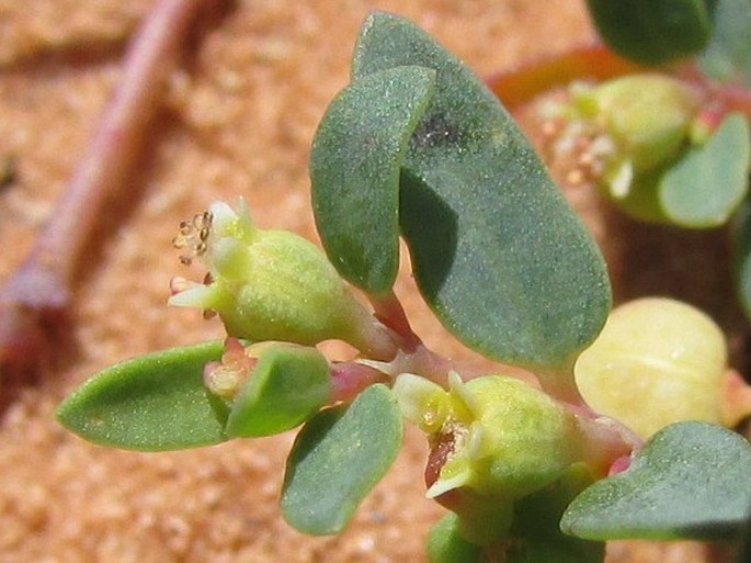 Euphorbia fendleri