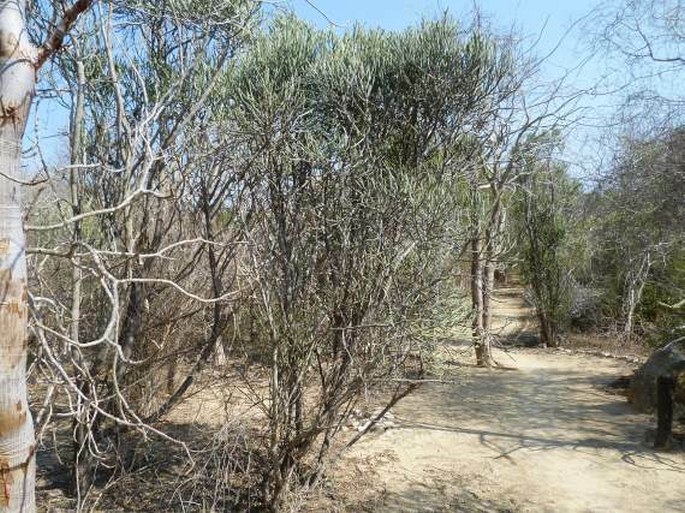 Euphorbia fiherenensis