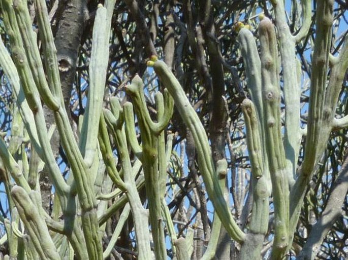 Euphorbia fiherenensis