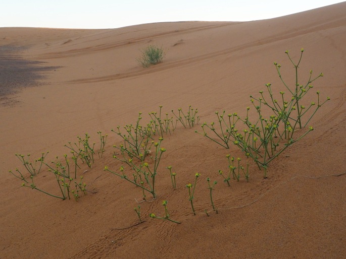 Euphorbia guyoniana