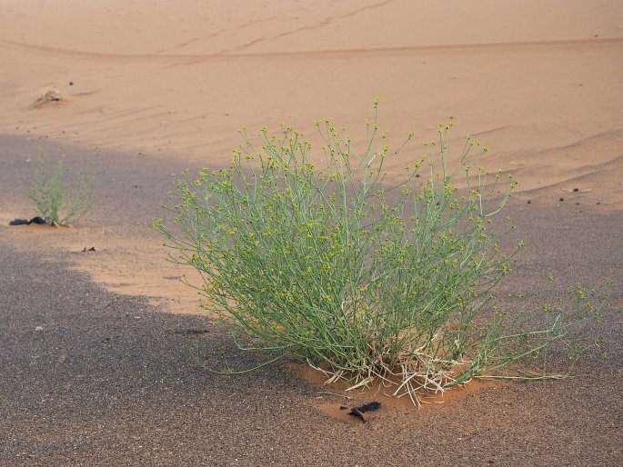 Euphorbia guyoniana