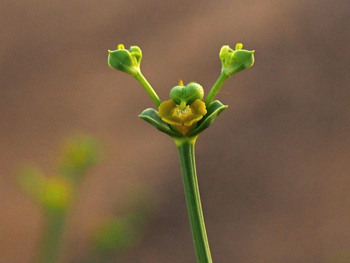 Euphorbia guyoniana