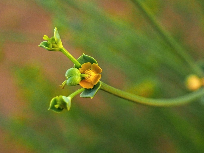 Euphorbia guyoniana