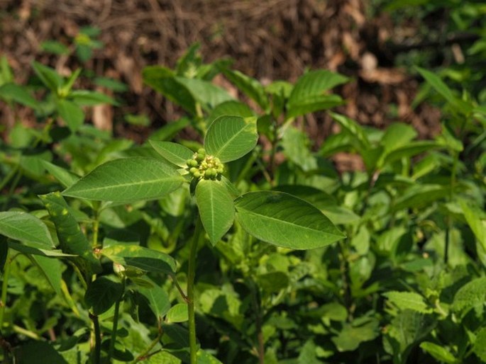 Euphorbia heterophylla