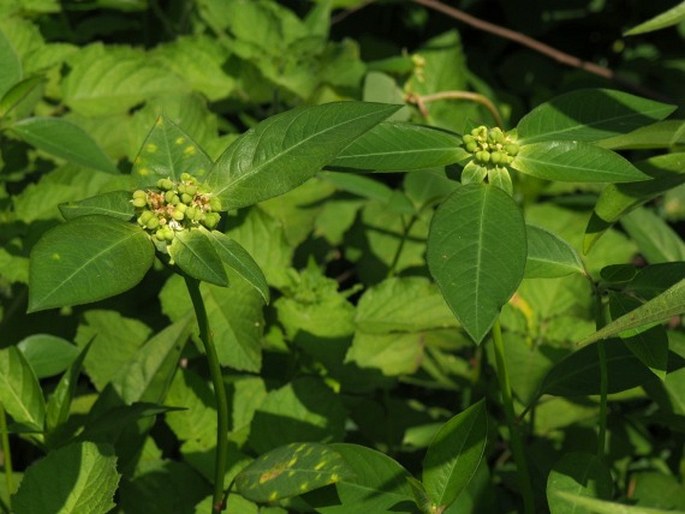 Euphorbia heterophylla