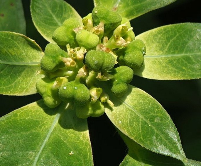 Euphorbia heterophylla