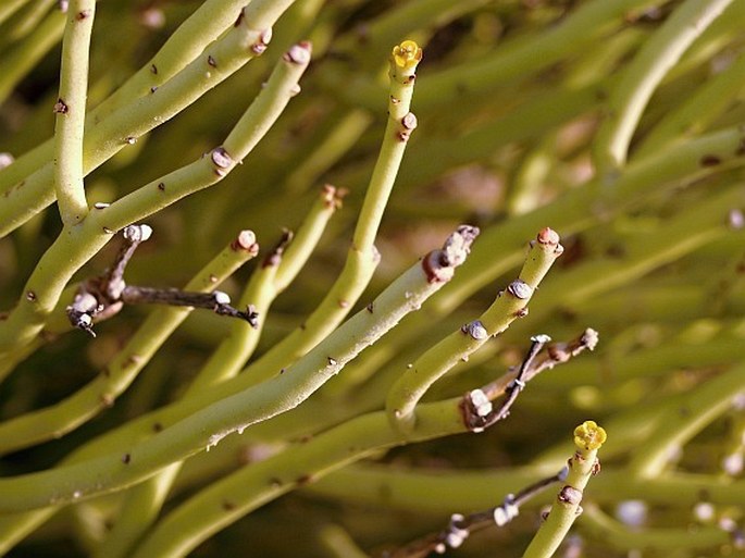 EUPHORBIA LARICA Boiss. - pryšec / mliečnik