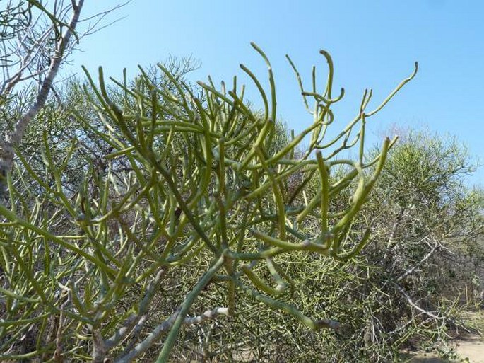 EUPHORBIA MAINTY (Poiss.) Denis et Leandri - pryšec / mliečnik