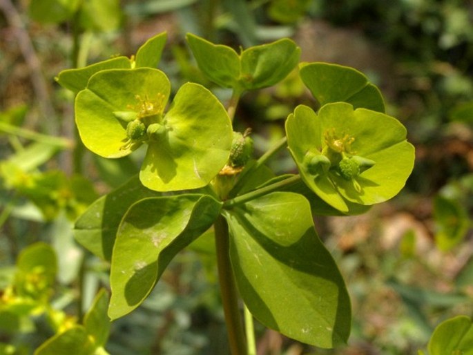 Euphorbia megalatlantica