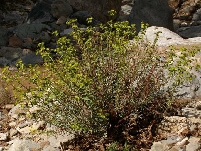 Euphorbia megalatlantica