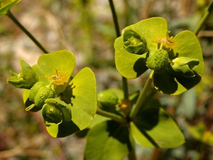 Euphorbia megalatlantica