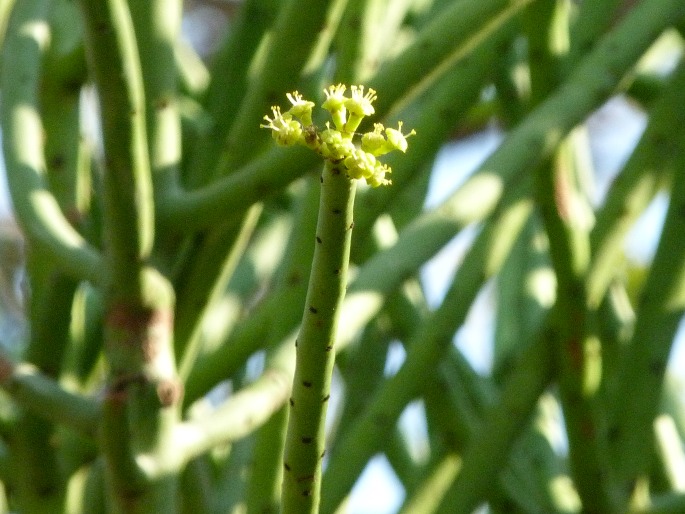 Euphorbia alluaudii