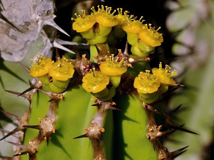 Euphorbia momccoyae