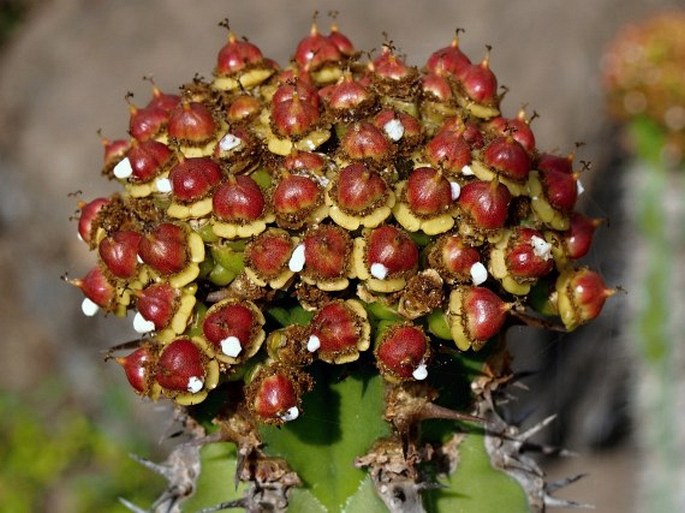 Euphorbia momccoyae