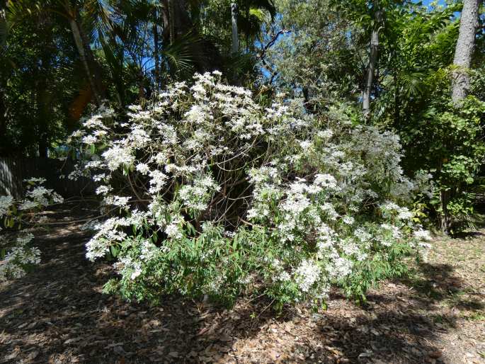 Euphorbia leucocephala