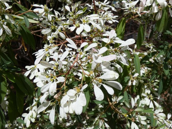 Euphorbia leucocephala