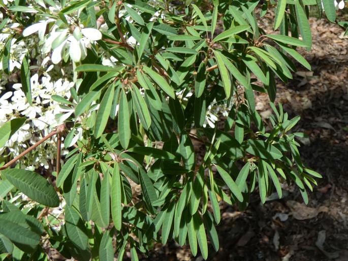 Euphorbia leucocephala