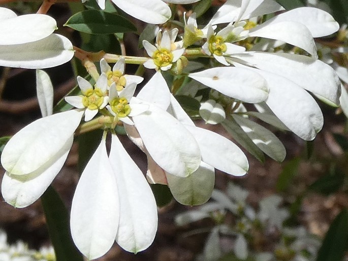 Euphorbia leucocephala