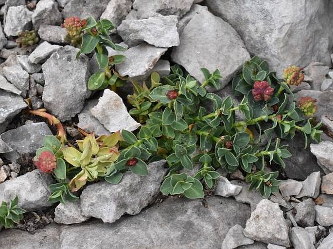 EUPHORBIA PYRENAICA Jord. – pryšec / mliečnik