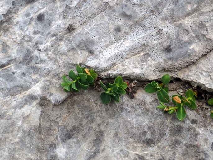 Euphorbia pyrenaica