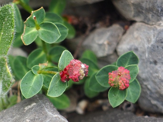 Euphorbia pyrenaica