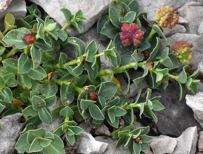 Euphorbia pyrenaica