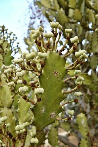 Euphorbia antiquorum