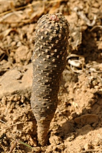 Euphorbia hadramautica