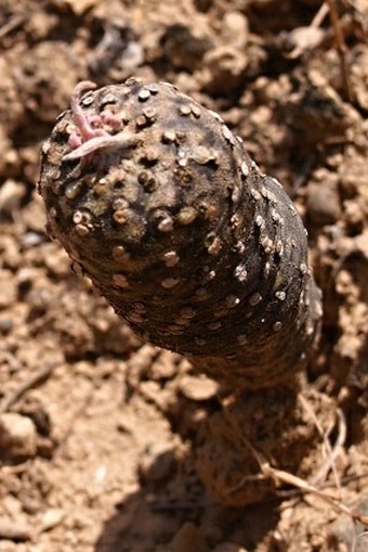 Euphorbia hadramautica