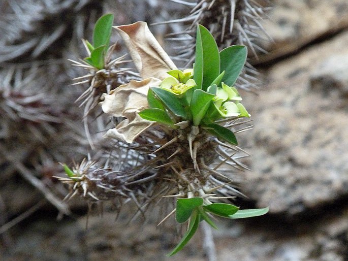 Euphorbia duranii