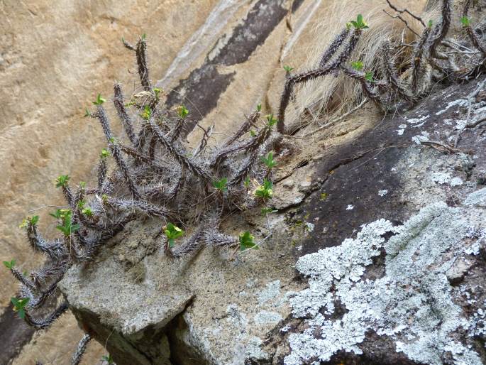 Euphorbia duranii