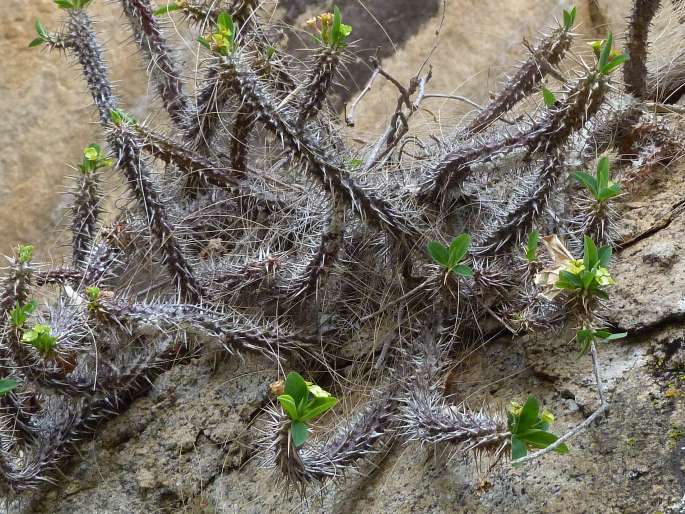 Euphorbia duranii