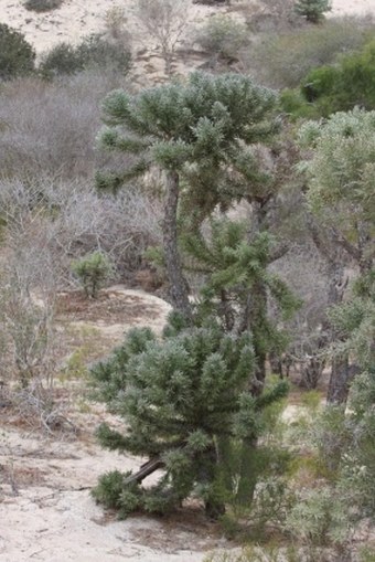 Euphorbia stenoclada