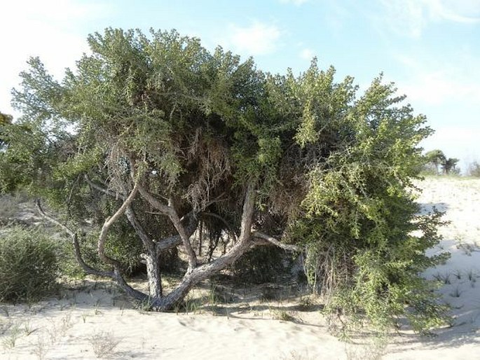 Euphorbia stenoclada