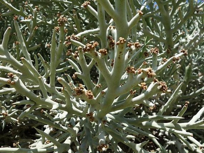 Euphorbia stenoclada