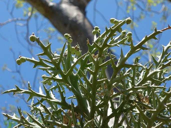 Euphorbia stenoclada