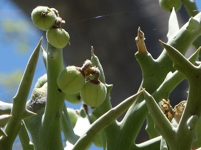 Euphorbia stenoclada