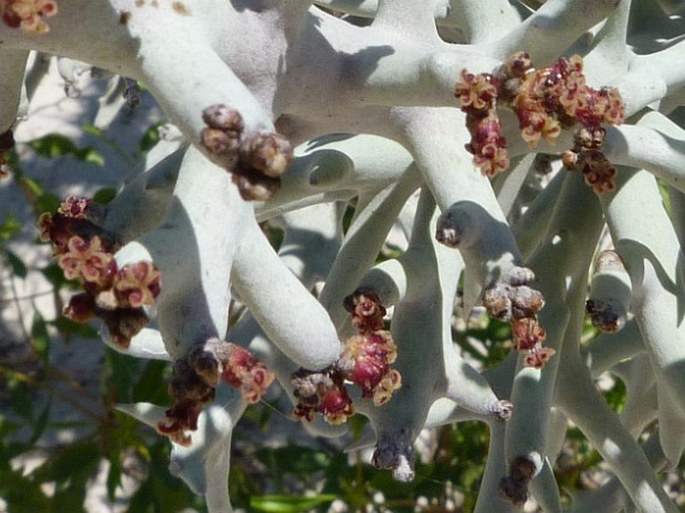 Euphorbia stenoclada