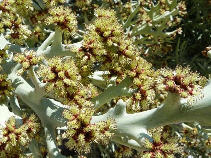 Euphorbia stenoclada