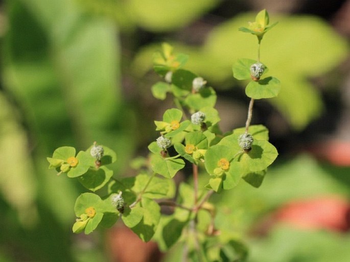 EUPHORBIA STRICTA L. – pryšec tuhý / mliečnik tuhý