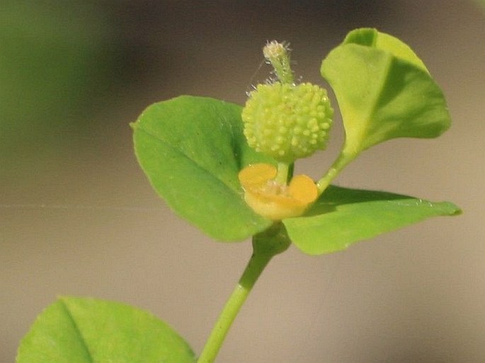 Euphorbia stricta