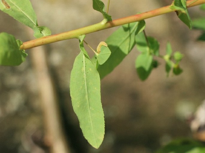 Euphorbia stricta