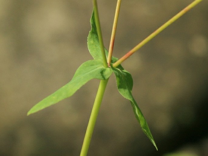 Euphorbia stricta