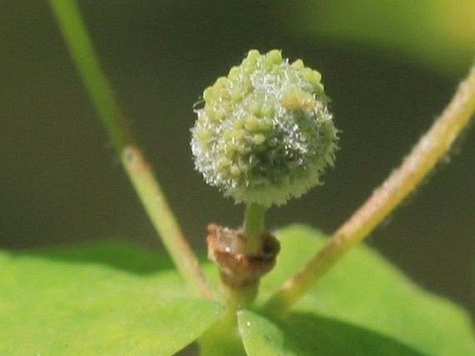 Euphorbia stricta