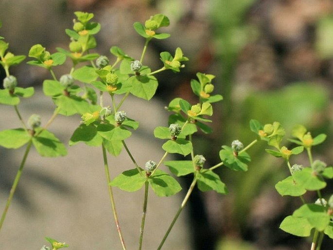 Euphorbia stricta