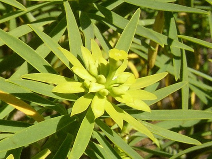 Euphorbia lamarckii