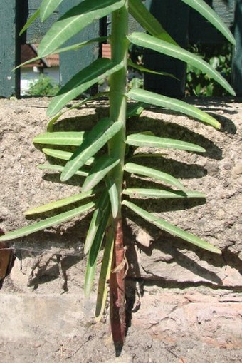 Euphorbia lathyris