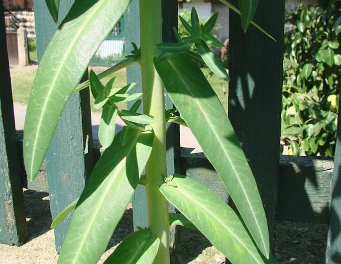 Euphorbia lathyris