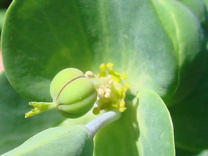 Euphorbia lathyris