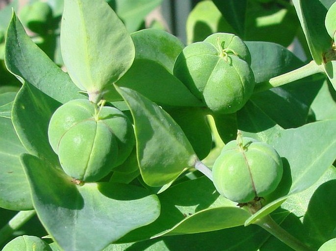 Euphorbia lathyris